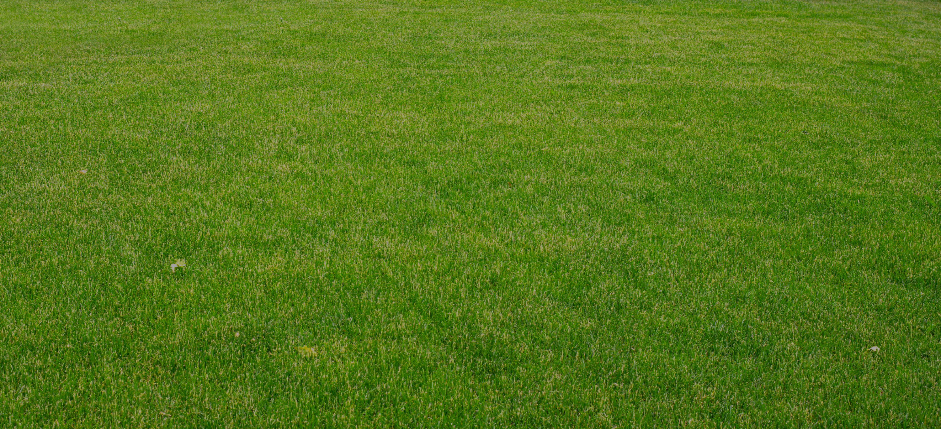 Pasto San Agustín instalado resultado final verde